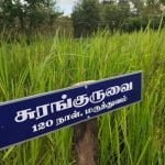 நெல் 62