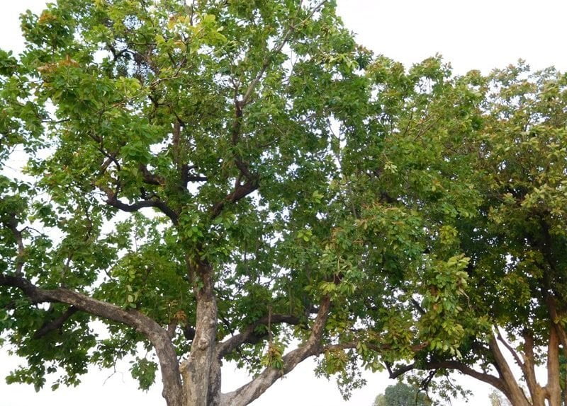 மரம் Bassia latifoliaLatinMahua Tree Copy e1611695752807