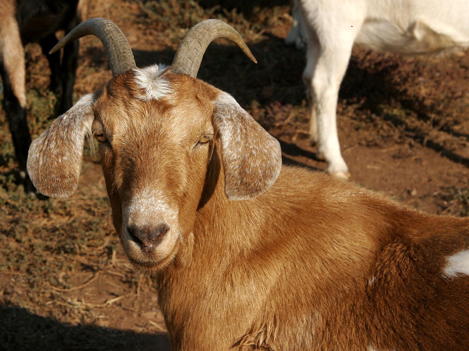 கால்நடை Brown female goat