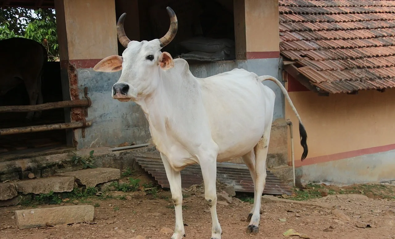 கால்நடைகளைத் தாக்கும் பெரியம்மை!