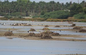 அலையாத்திக் காடு மண் மேடுகளை உருவாக்கித் தாவரங்களை வளர்த்தல் Copy e1611698297993