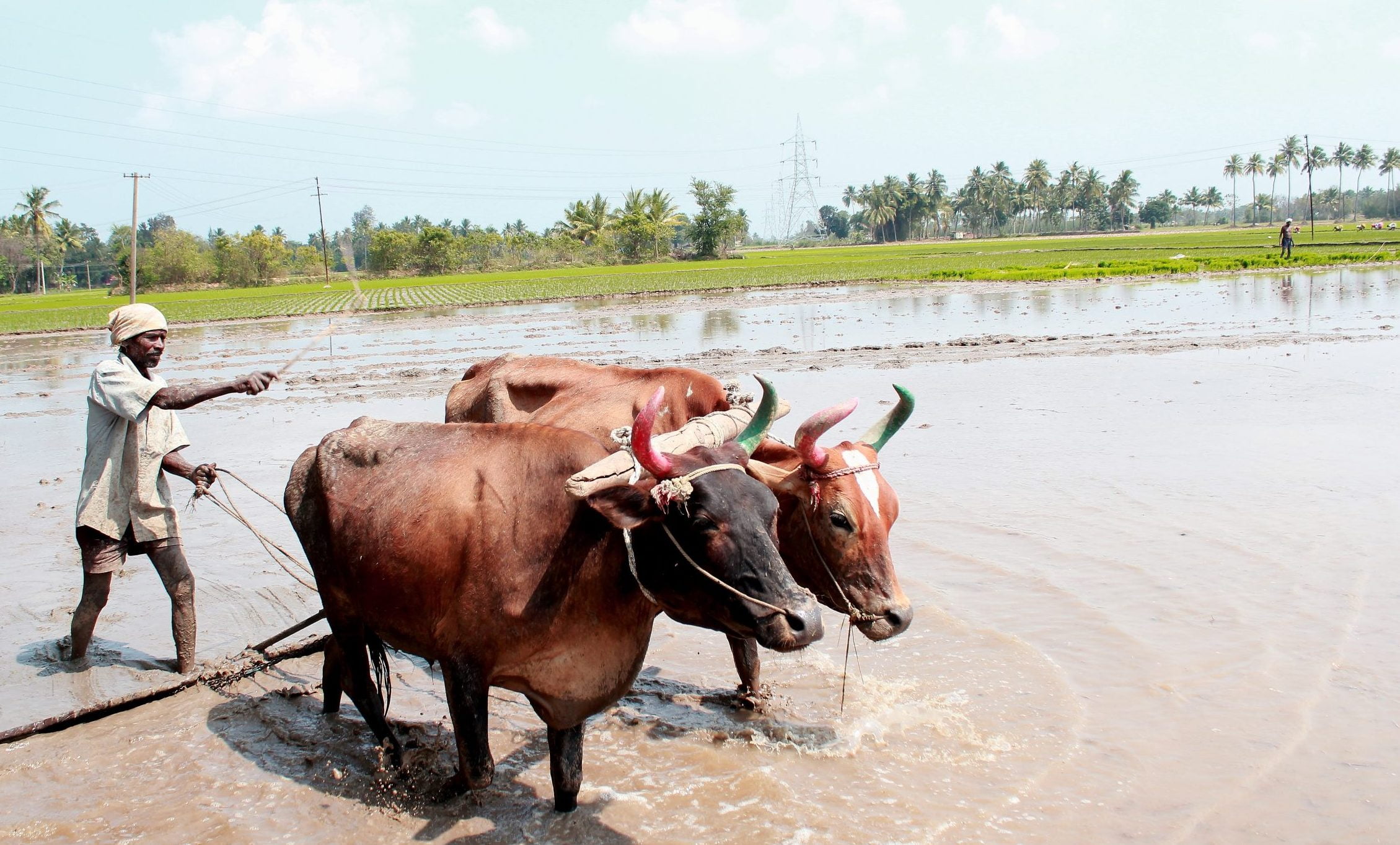 விவசாயி A farmer and his cows scaled e1612181252310