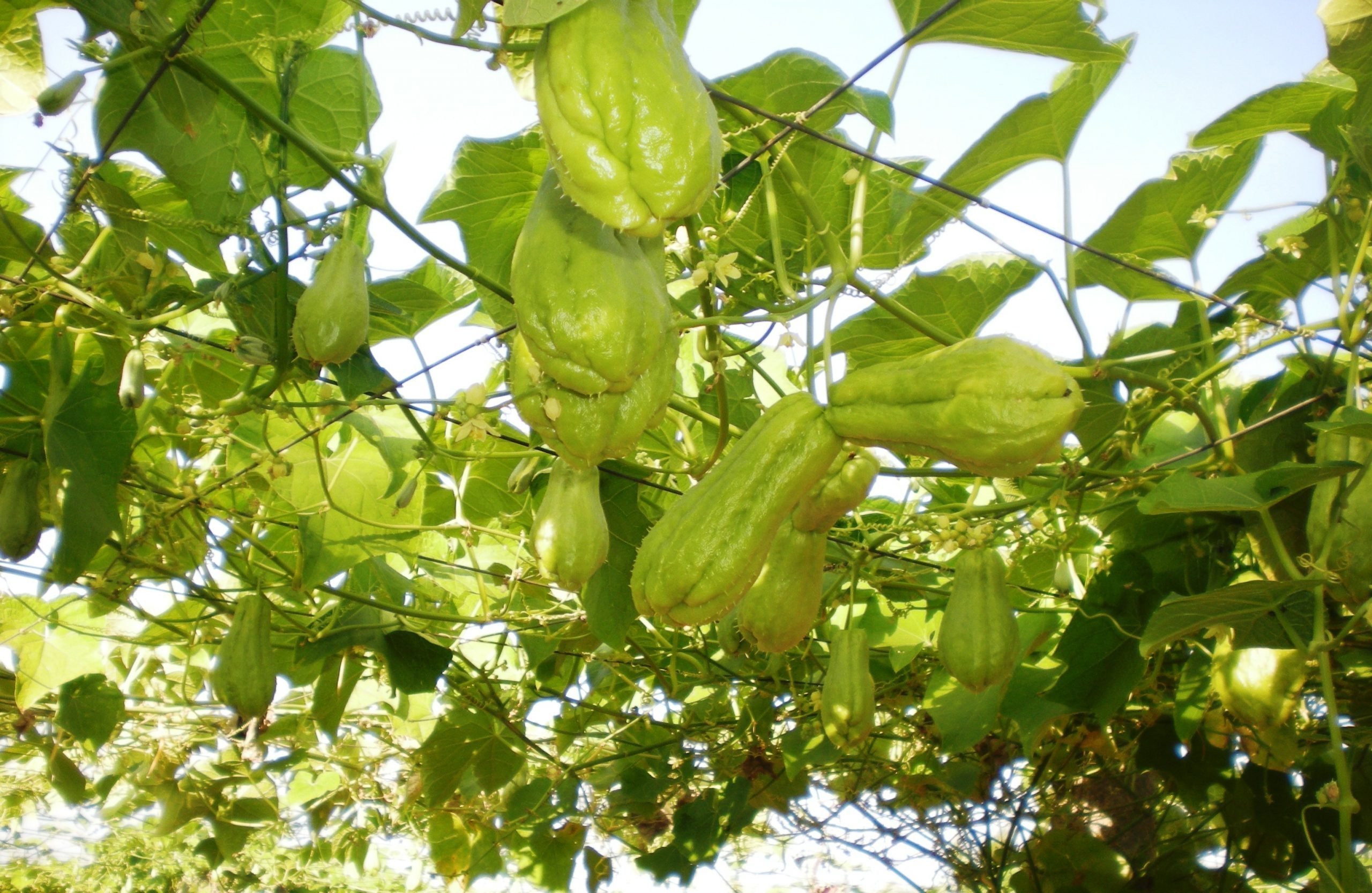 Chayote Cultivation!