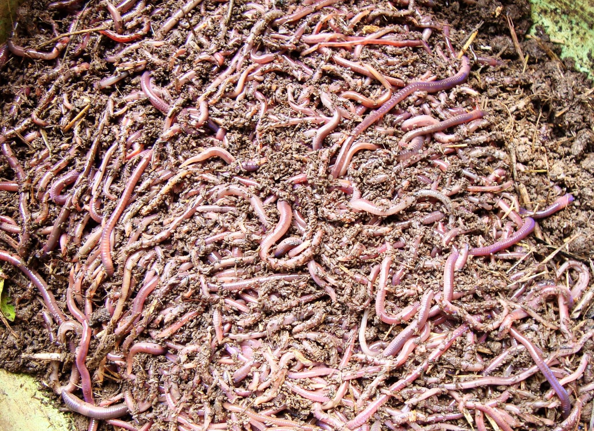 பண்ணைக் கழிவு Earth worms scaled e1612295872450