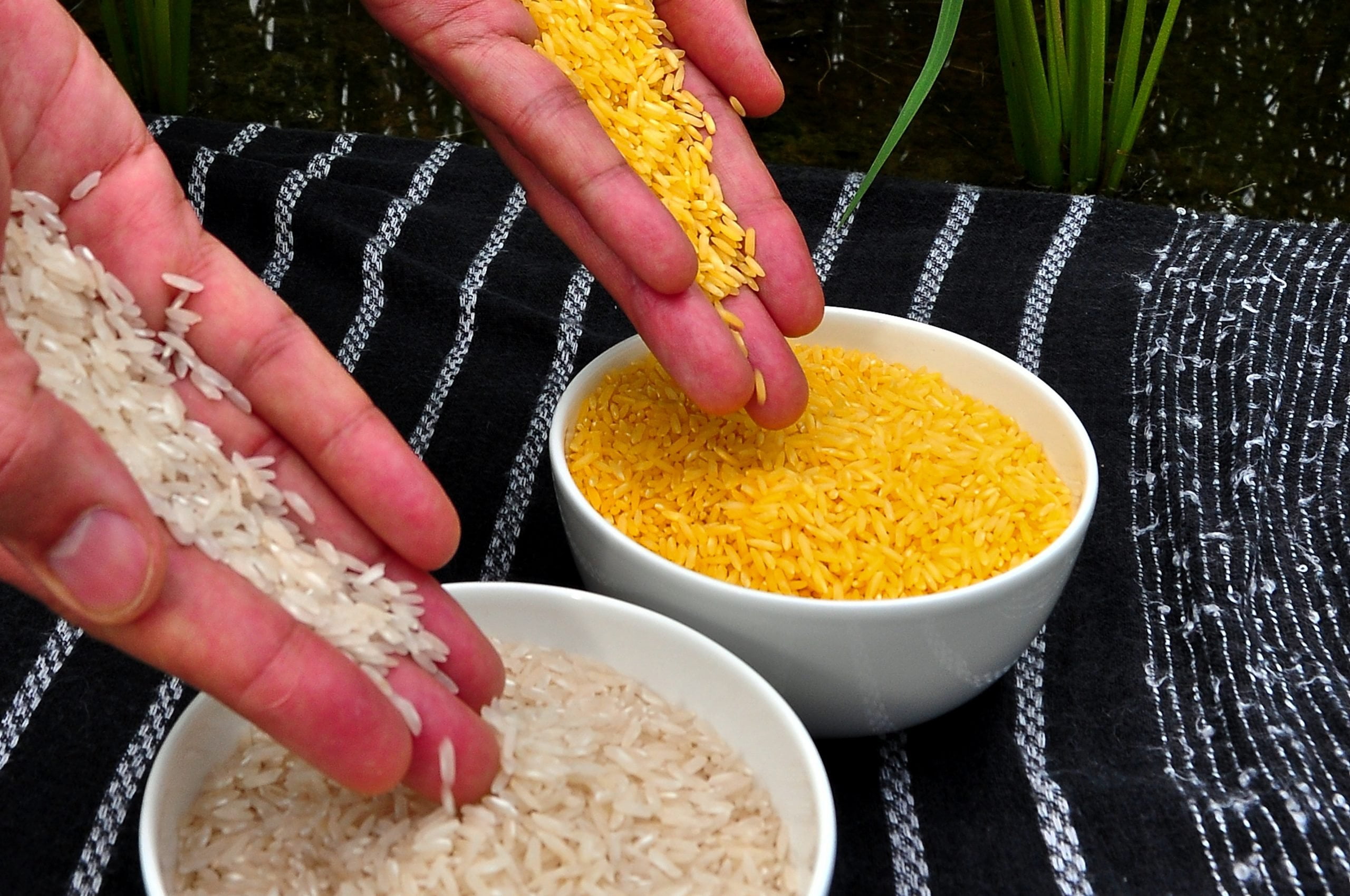 தங்க அரிசி Golden Rice scaled