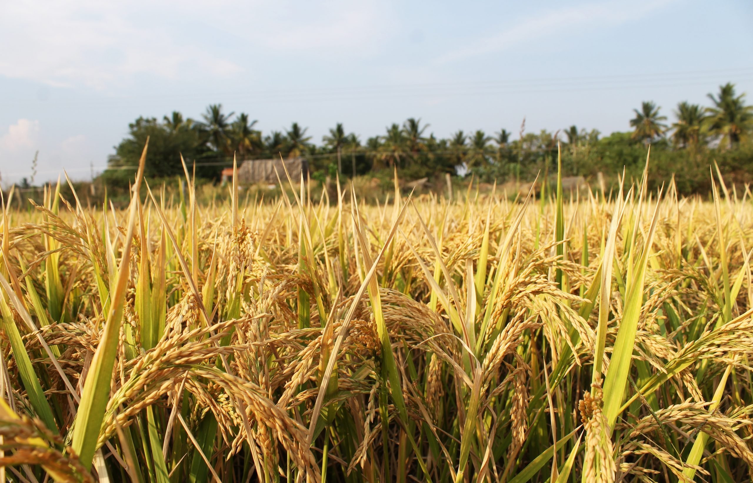 புகையானை Paddy field matured 1 scaled e1612470487708