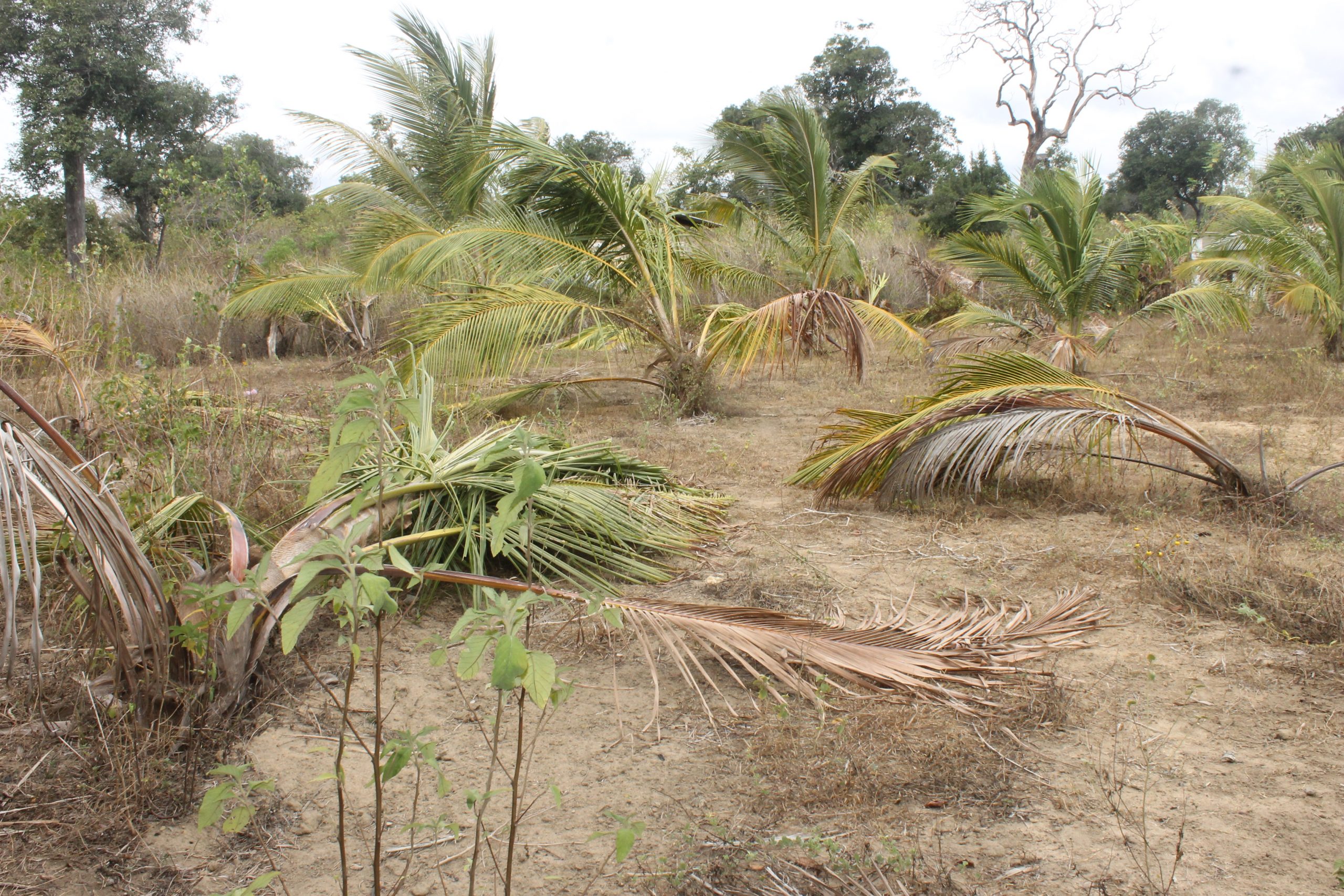 தென்னை Coconut drought scaled