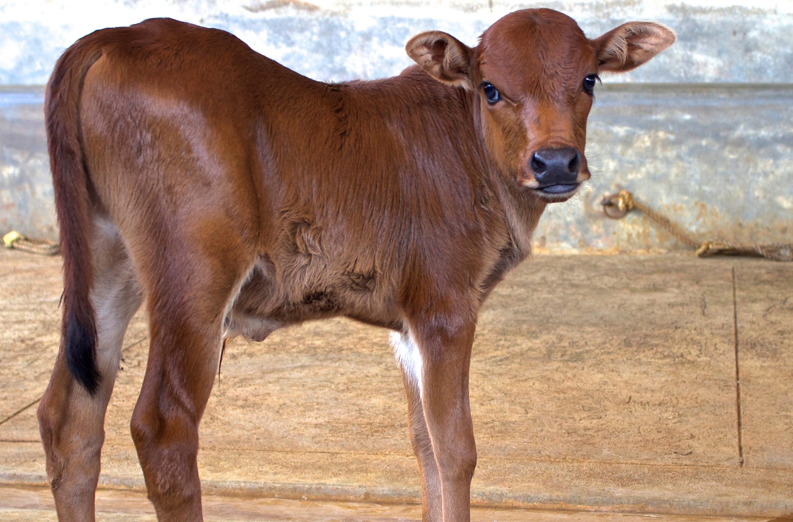 கன்று வளர்ப்பு Indian cow calf scaled