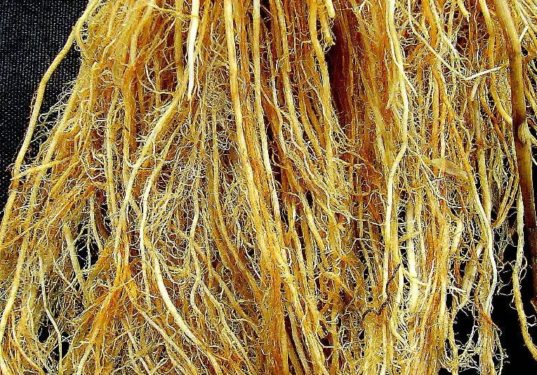 நூற்புழு Rice root nematode infested Copy e1616351081965