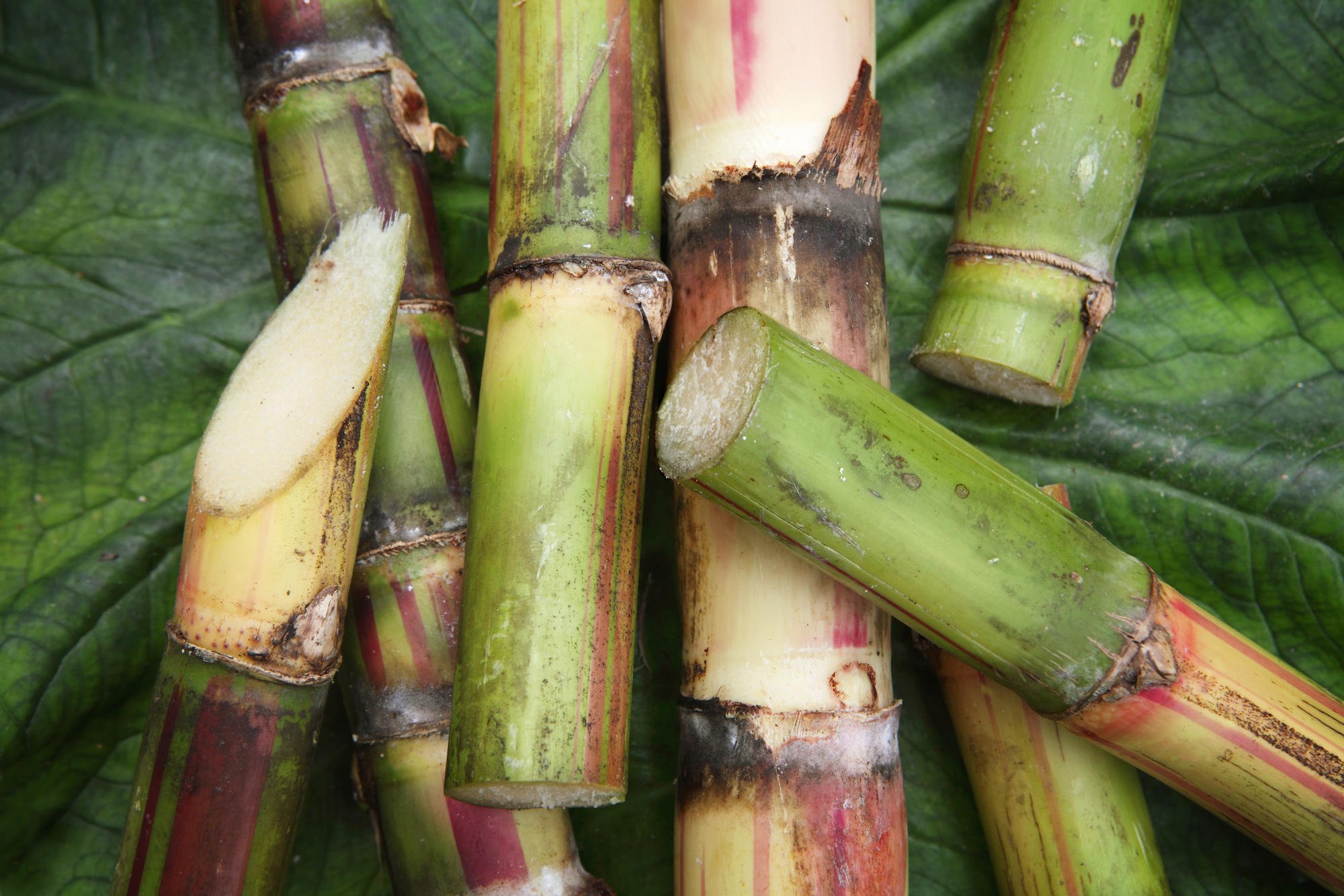 விதைக் கரும்பு Sugarcane iStock