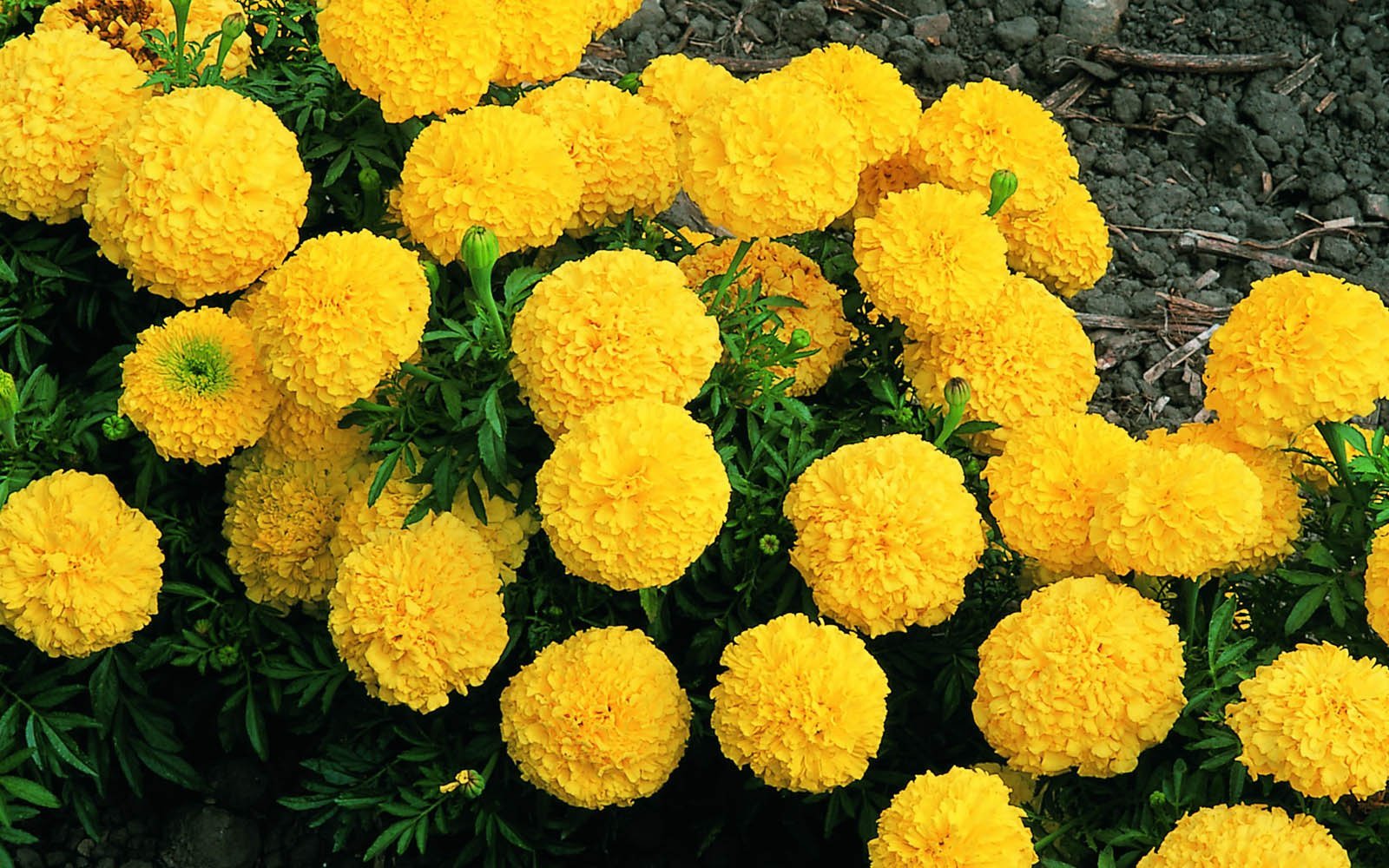 மலர் marigold flower
