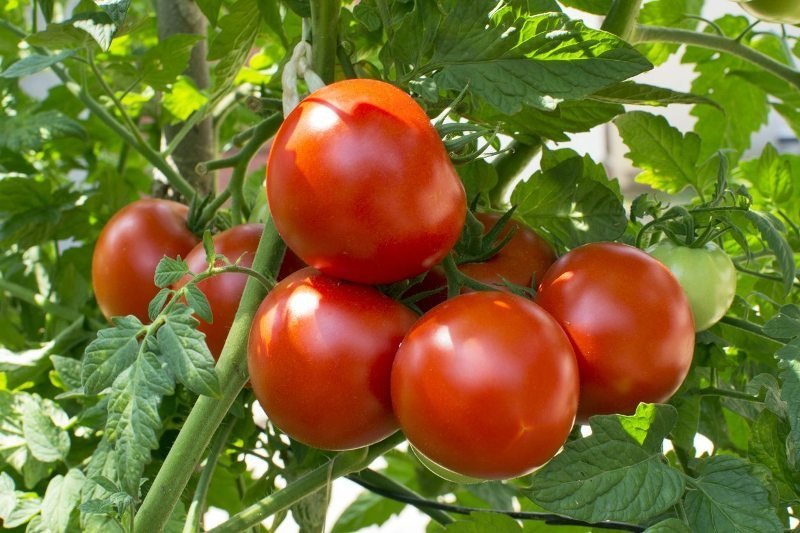 தக்காளி midseason tomatoes Copy
