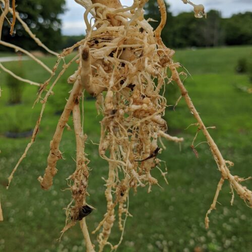 தோட்டப் பயிர்களைத் தாக்கும் நூற்புழுக்கள்!