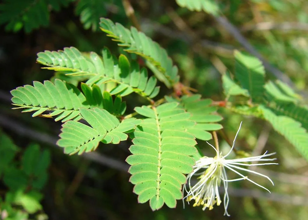 Pachai boomi desmanthus veli masal