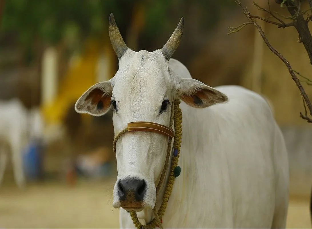 கறவை மாடுகளைத் தாக்கும் இலம்பி நோய்!