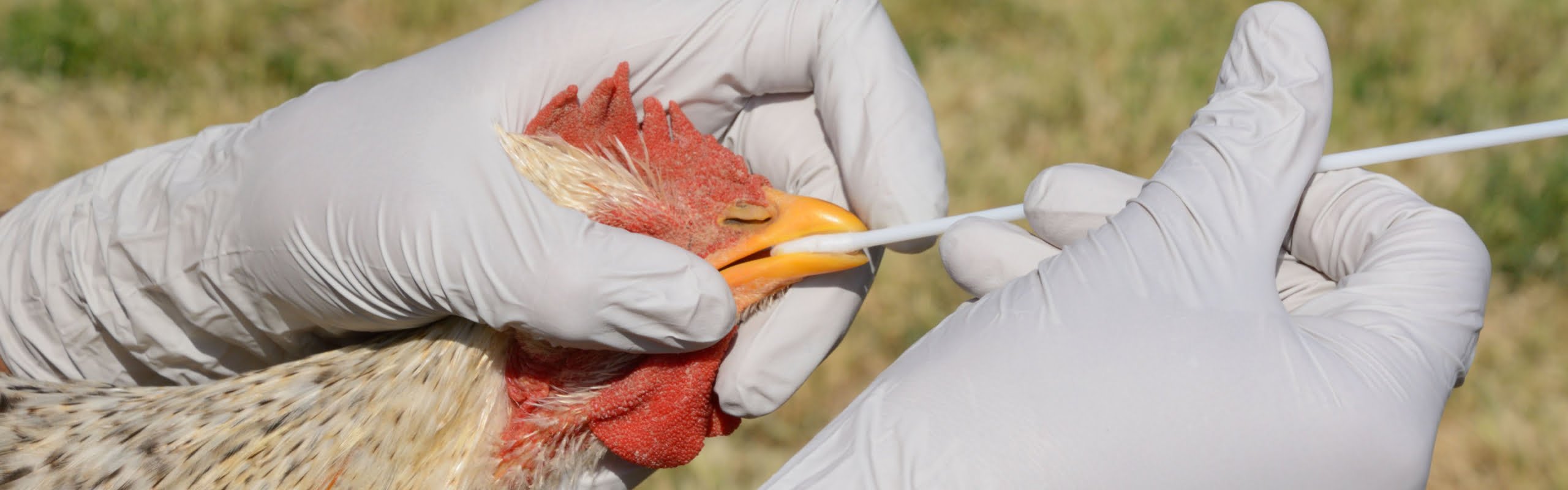 பறவைக் காய்ச்சலை mcm avian influenza rooster hero 2880x900 1 scaled