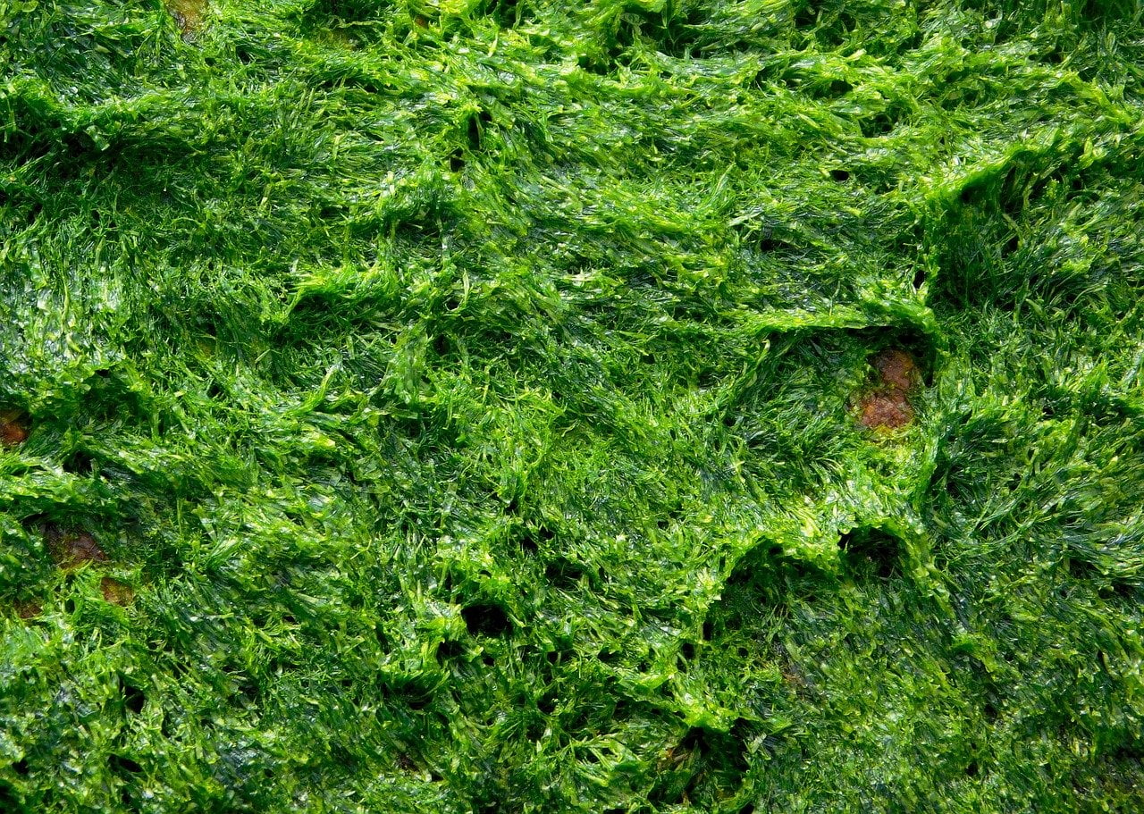 பாசிகள் Algae that give nutrients