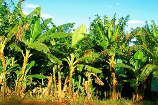 PB_Banana Trees