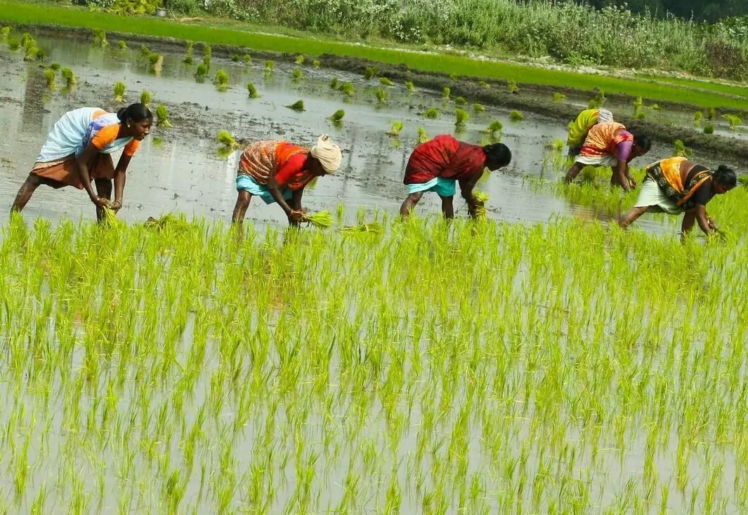 குறுவை நெற்பயிருக்கு ஏற்ற உர மேலாண்மை!