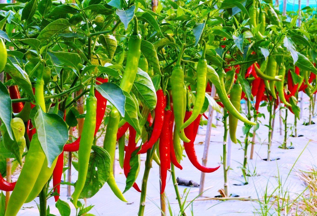 red chilli pepper plant, very hot!