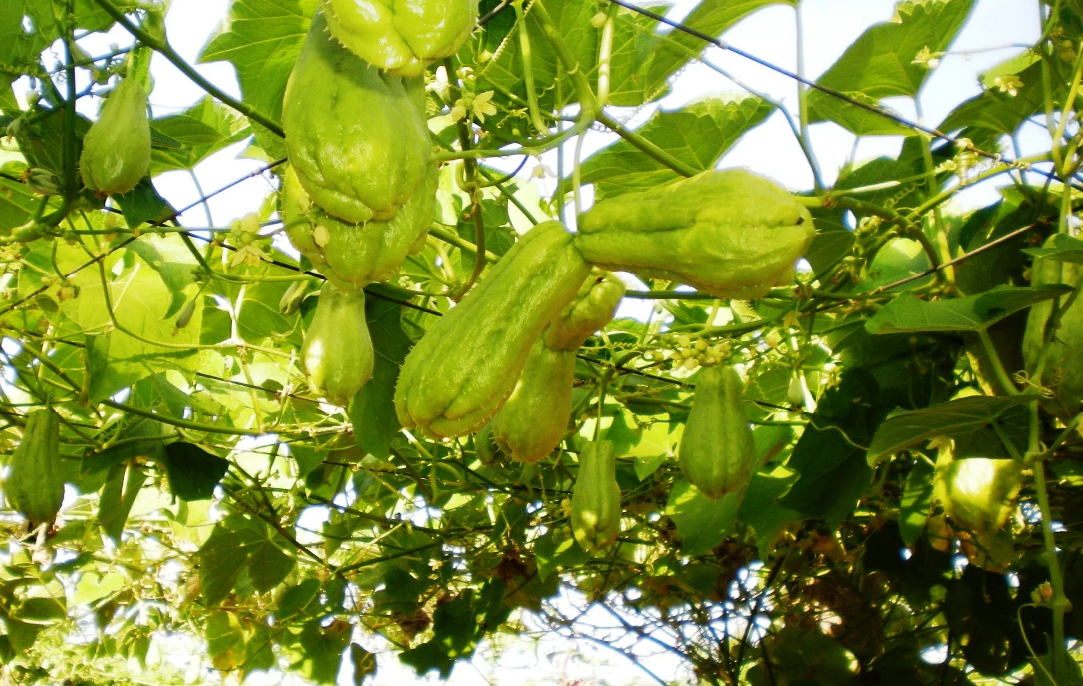 பச்சை மற்றும் வெள்ளை சௌசௌ சாகுபடி!