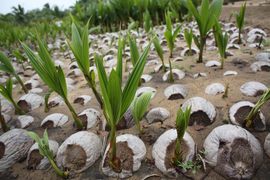 தென்னை Coconut planting