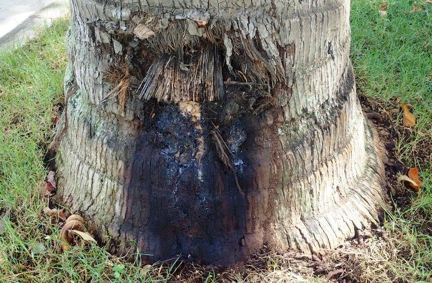 வேர்வாடல் Coconut root