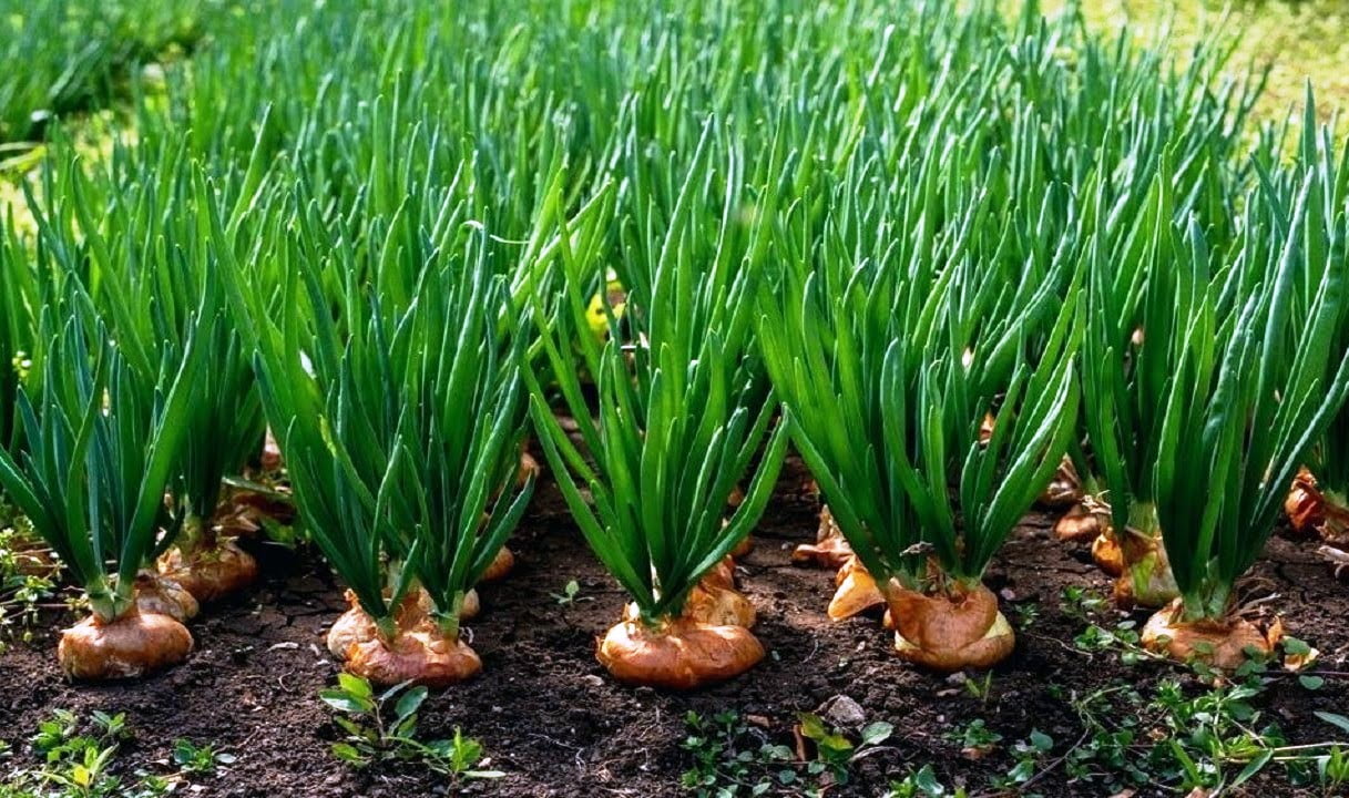 Cultivation of onions by seed