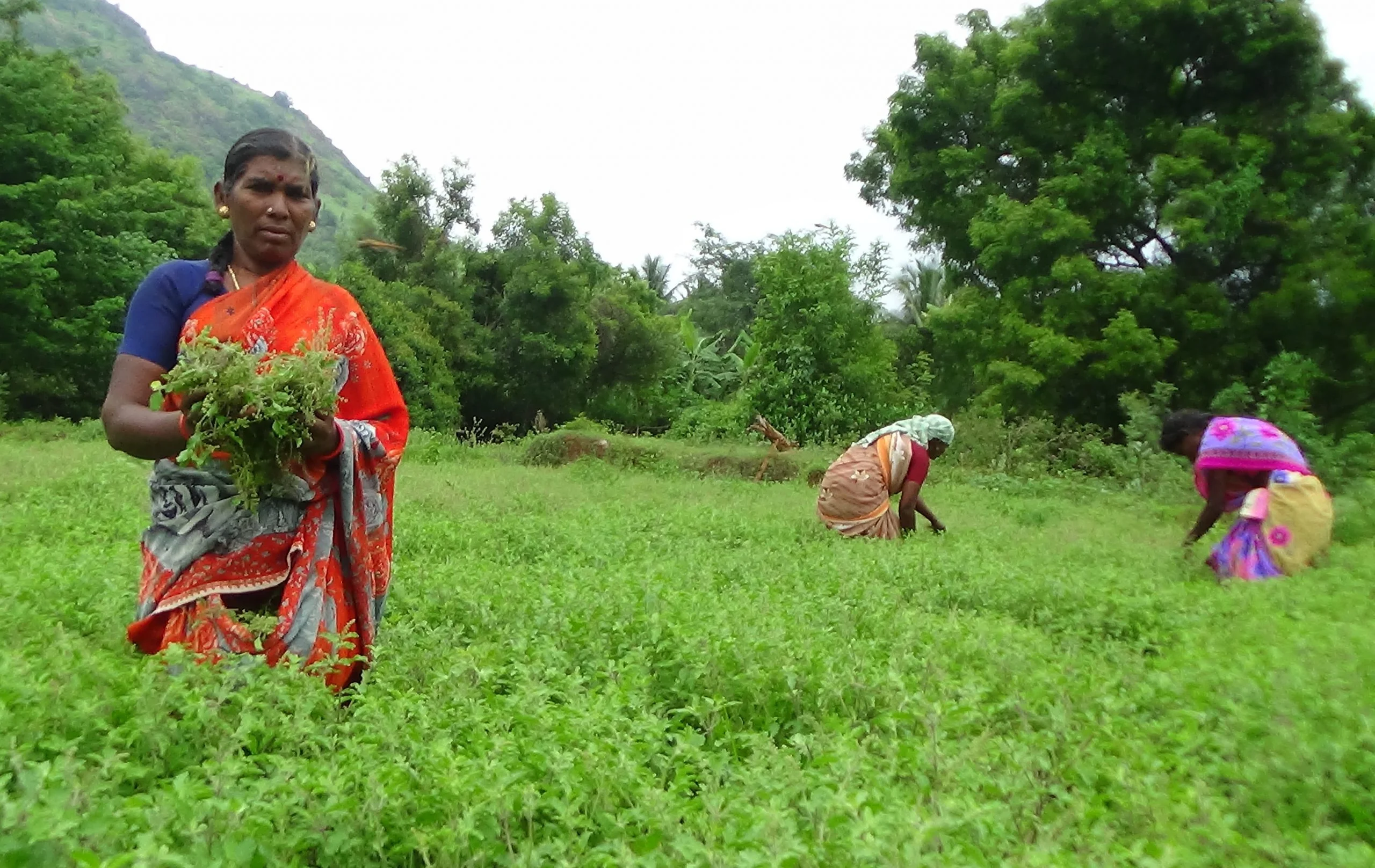 thulasi farmer