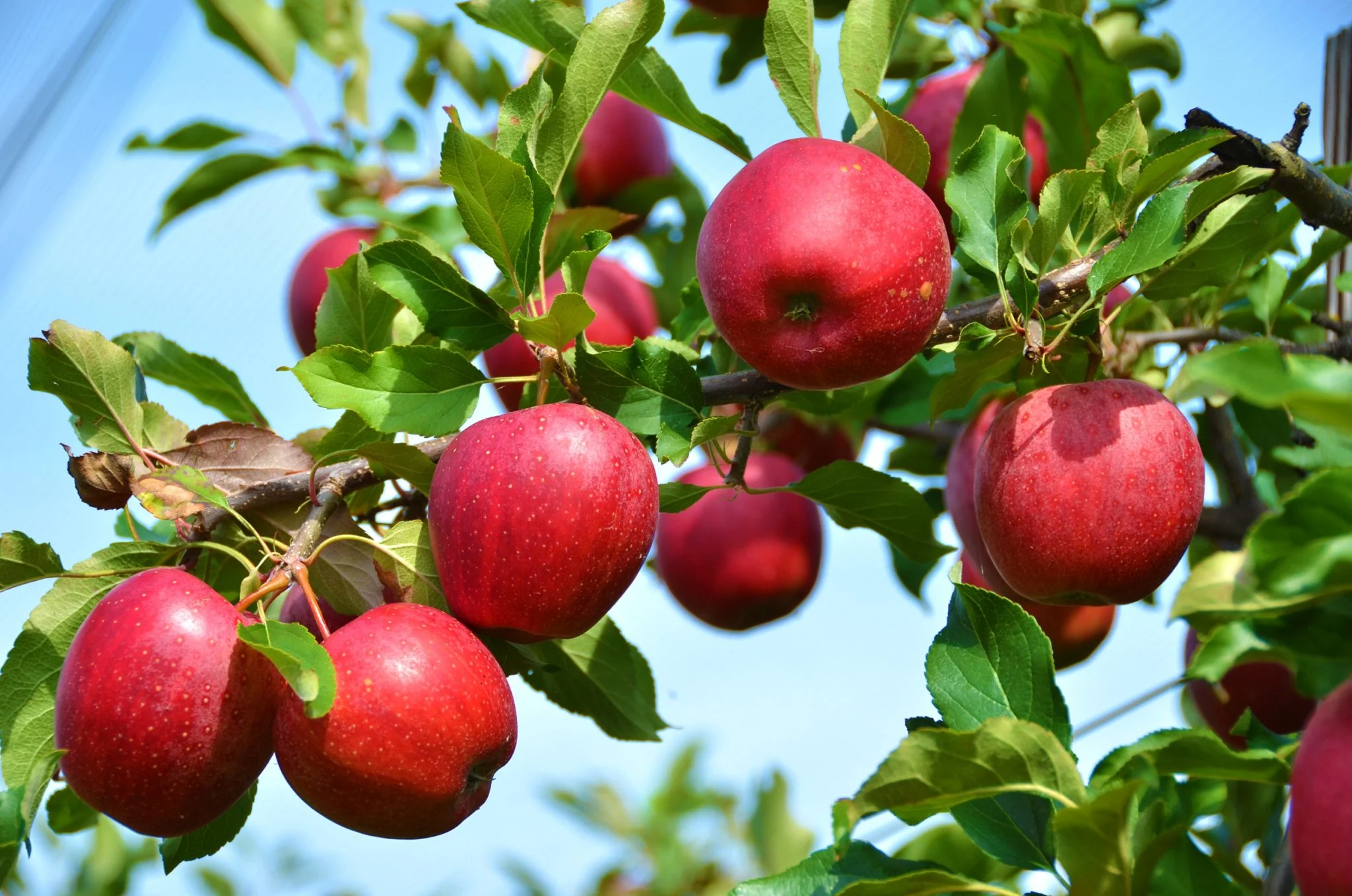 ஆப்பிள் மரமும் வளர்ப்பு முறைகளும்!