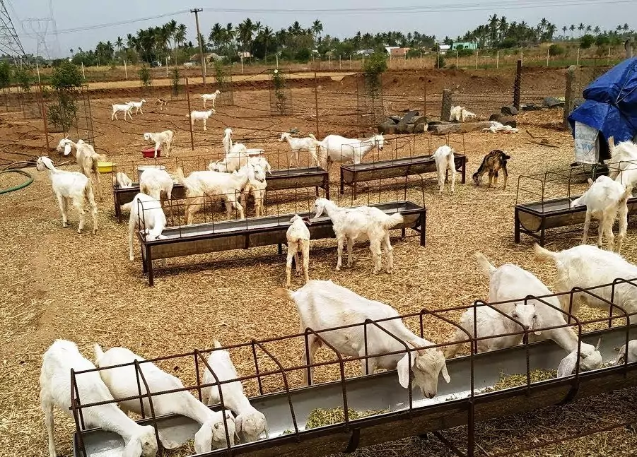 தரிசு நிலத்தில் ஒருங்கிணைந்த பண்ணையம் அமைத்தல்!