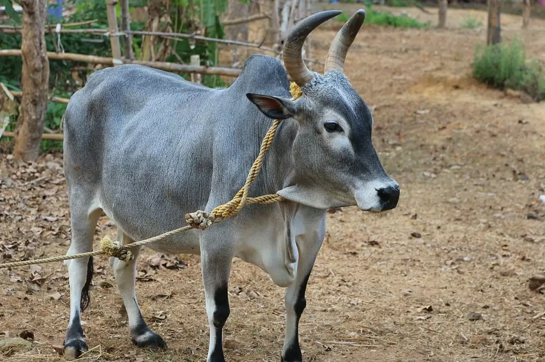 காங்கேயம் மாடுகளின் தனிச் சிறப்புகள்!