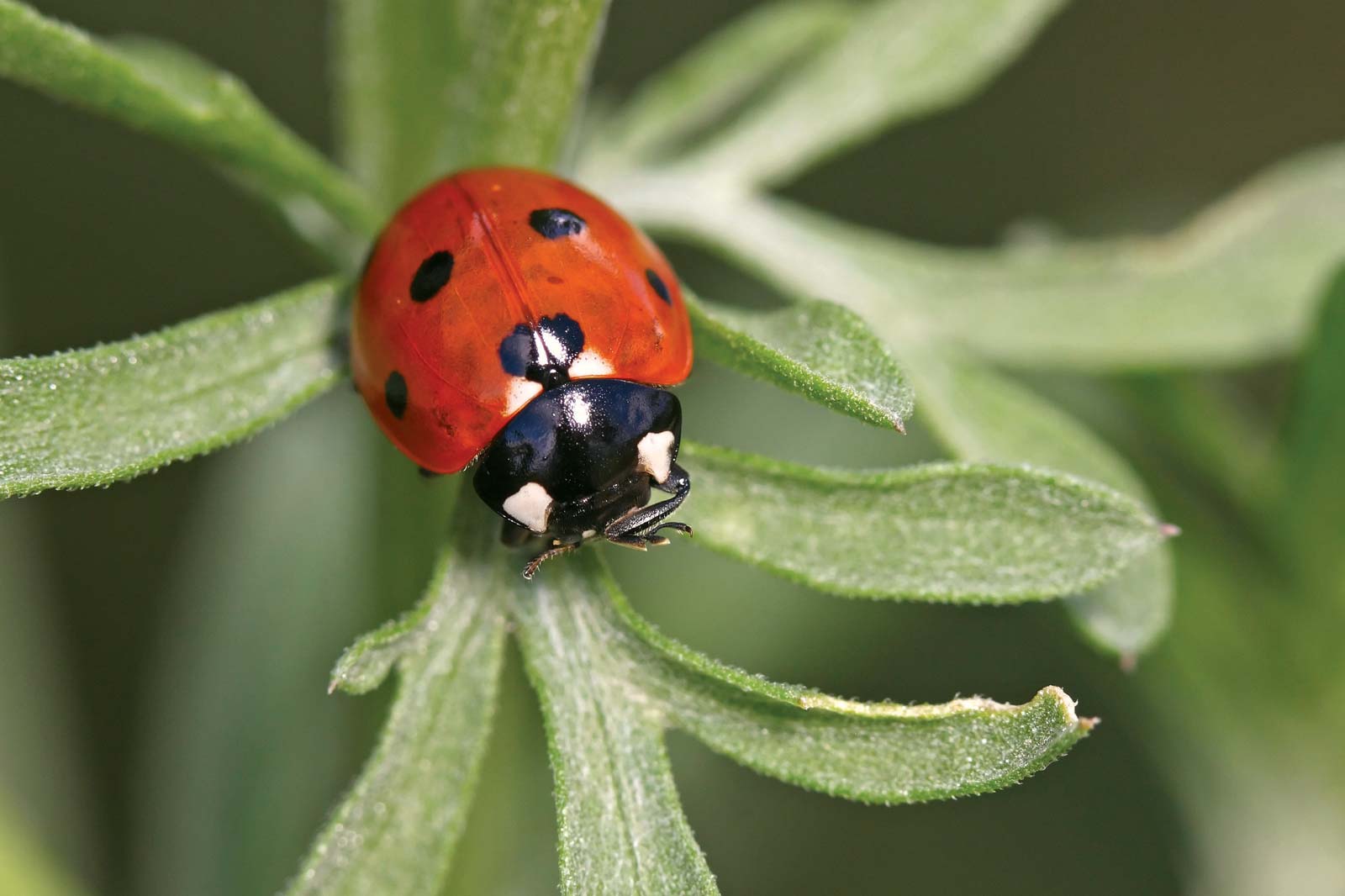 பொறி வண்டு Ladybird beetle pori vandu