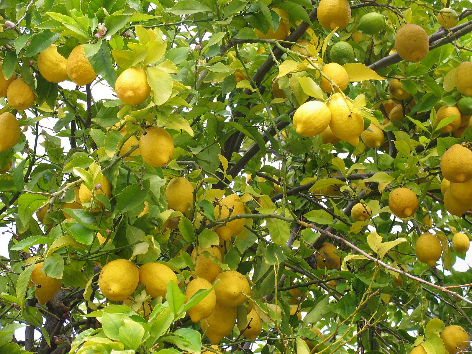 எலுமிச்சை மரம் வளர்ப்பு Lemon