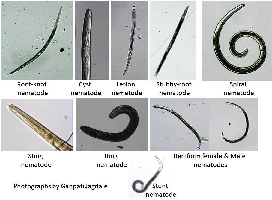 நூற்புழுக்கள் Nematodes