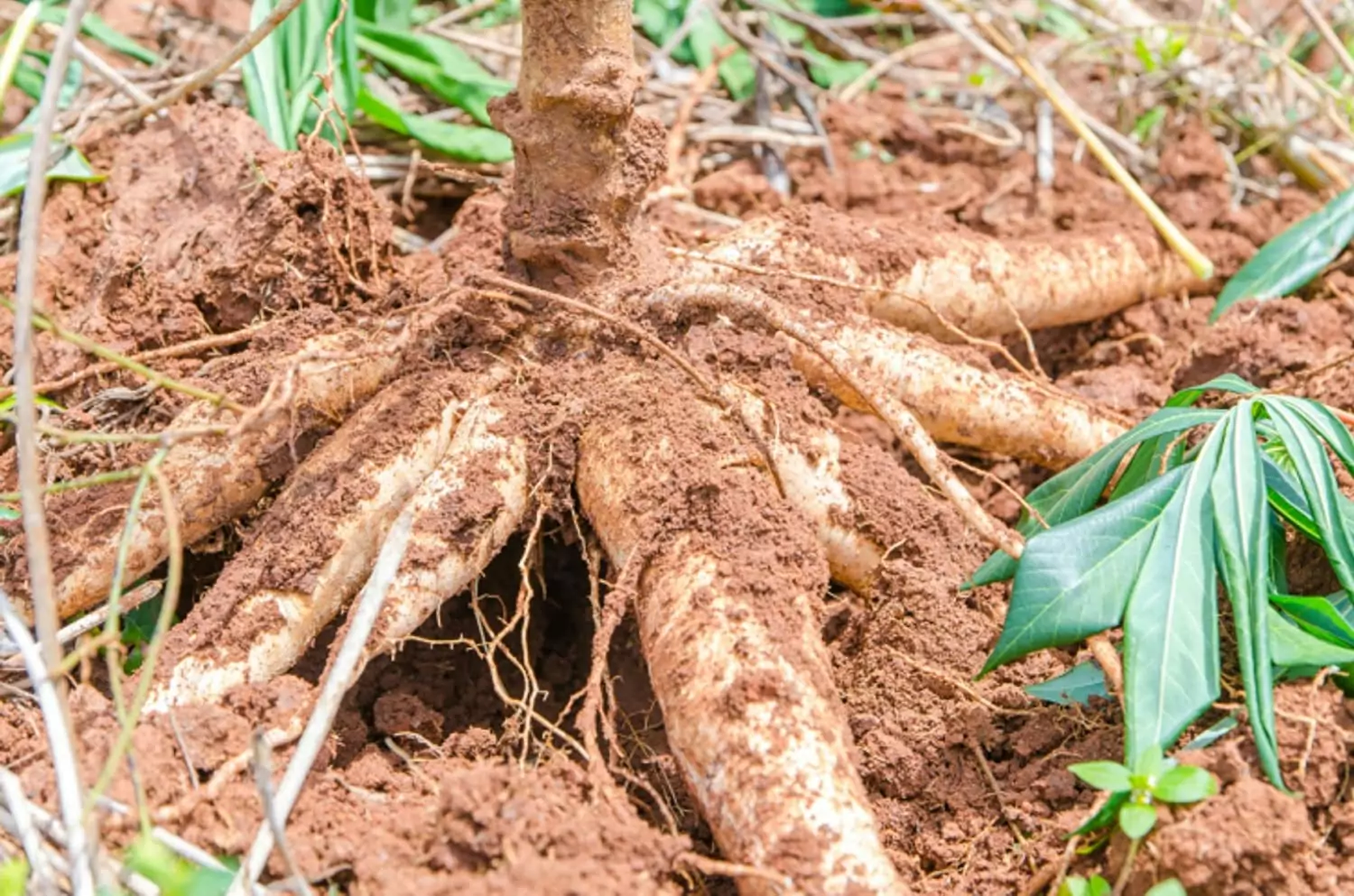 PB_Cassava-Ghana