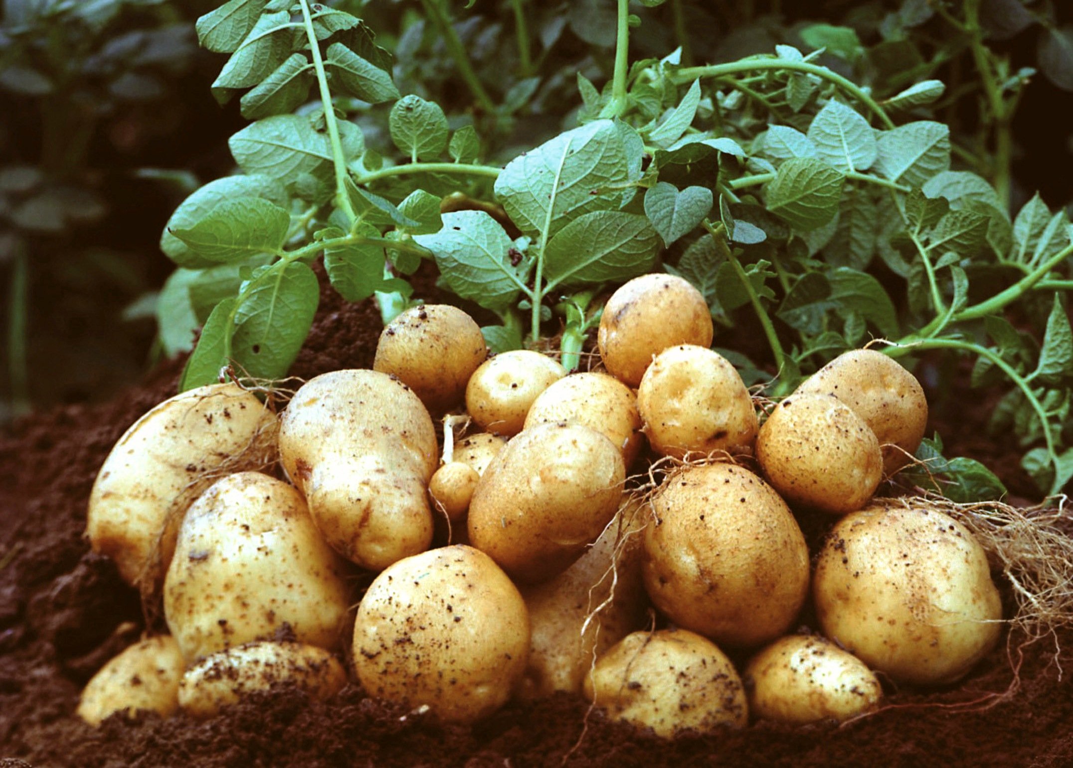 Pachai Boomi - Potatoes 1