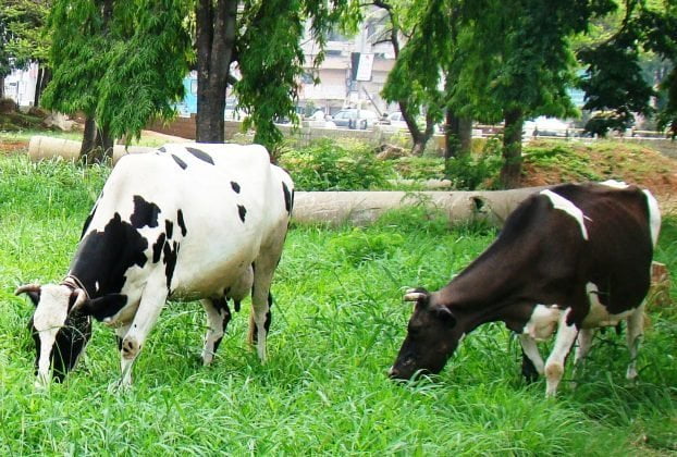 Pachai boomi - Cows