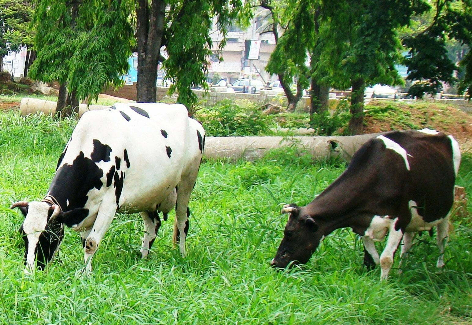 Pachai boomi - Cows