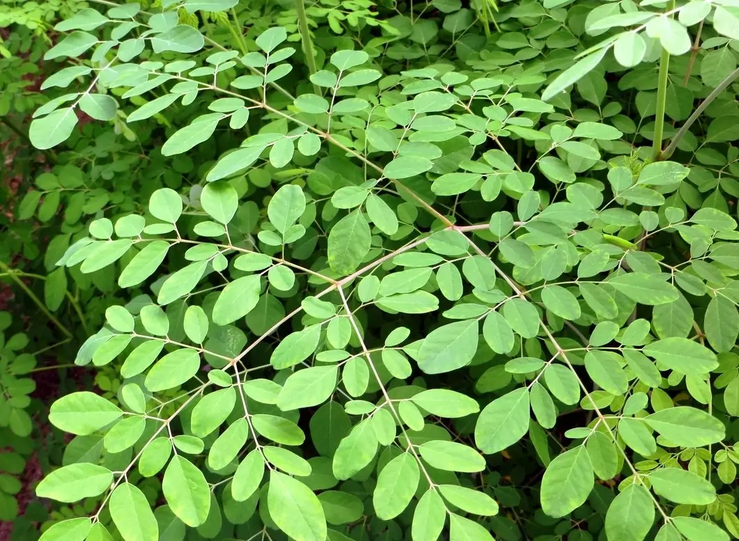 முருங்கை இலை உற்பத்தியை அதிகரிக்க இவையெல்லாம் செய்யலாம்!