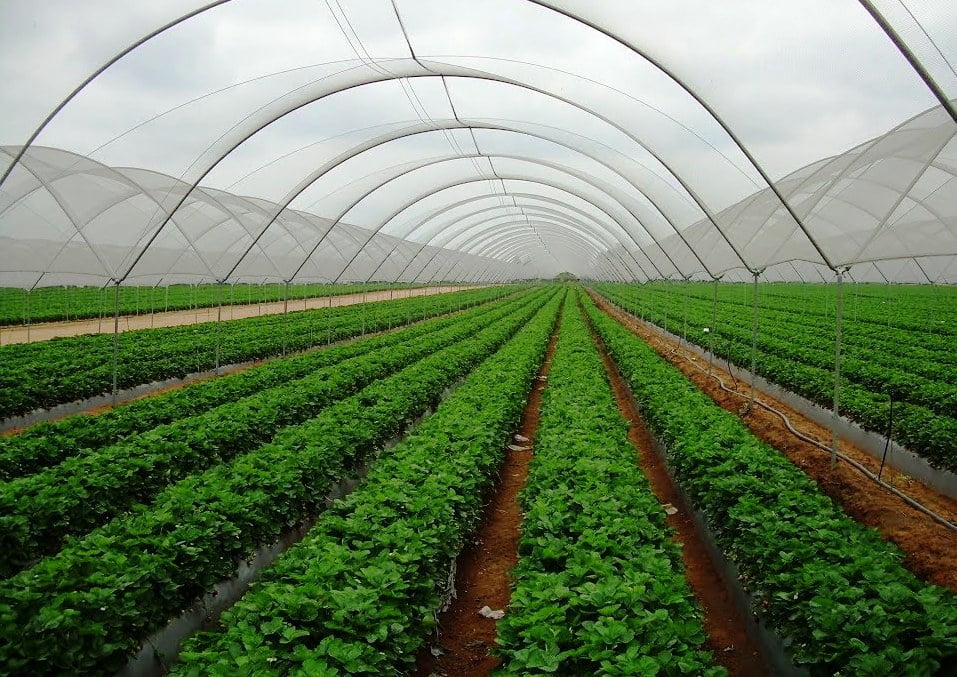 Eggplant on a precision farm