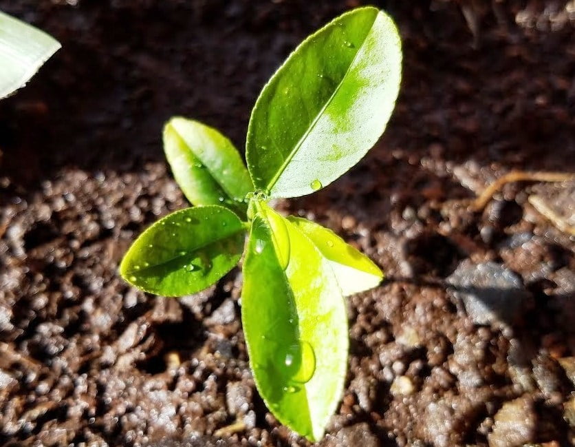 எலுமிச்சை நாற்று Pachai boomi Lemon sapling