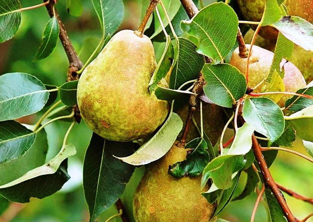 பேரி Pachai boomi Pear tree