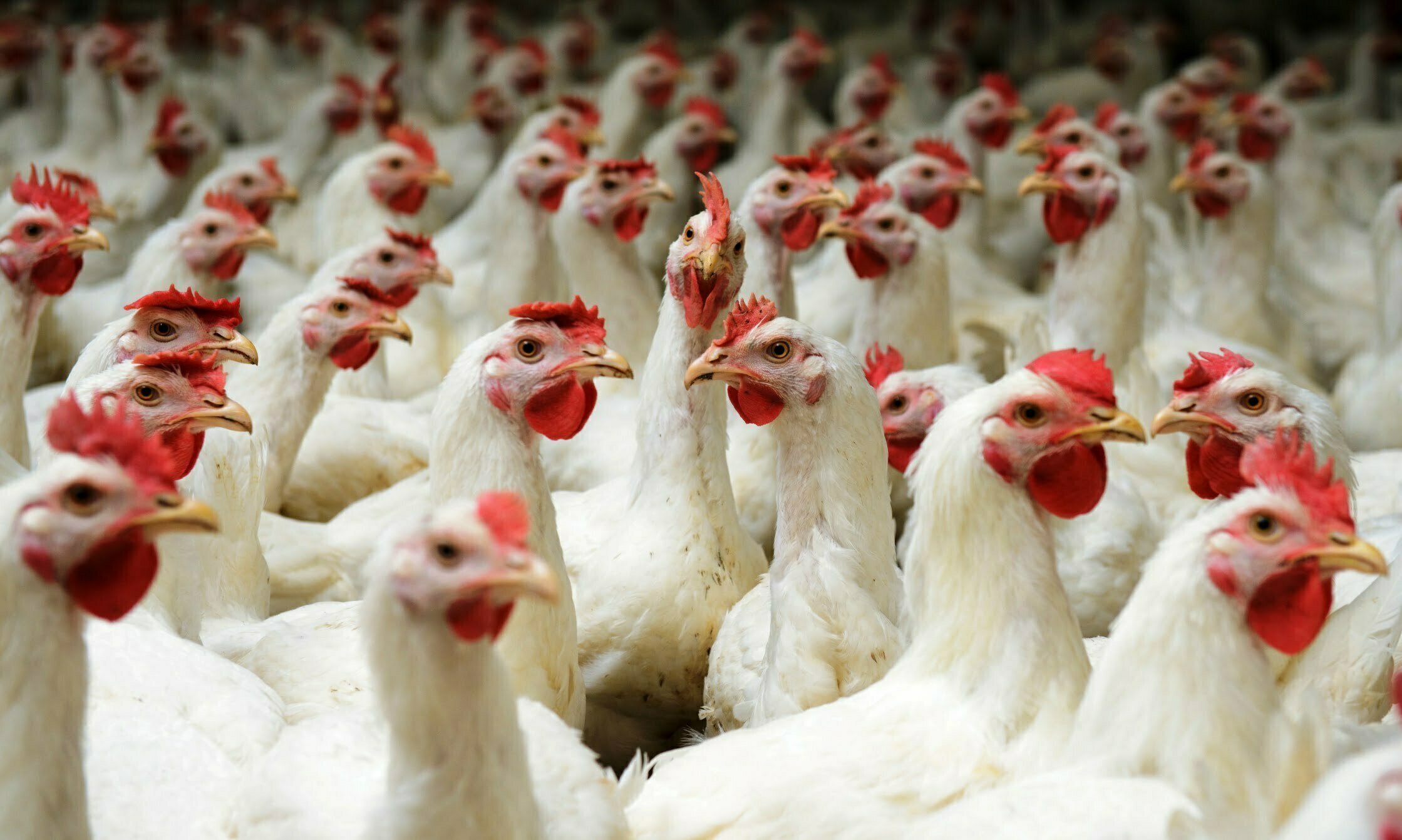 பூசண நோய் Pachai boomi Poultry farm
