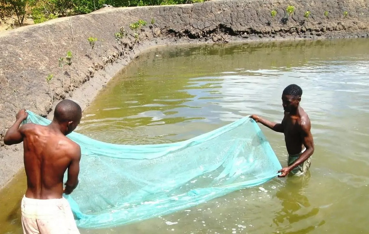 Fish Farming in Irrigation Ponds!