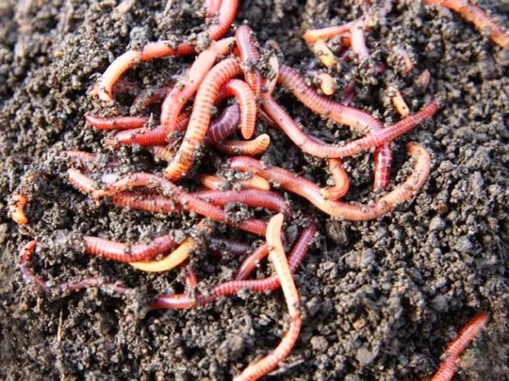 Earthworm compost