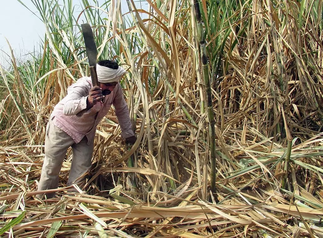 கரும்புத் தோகையை உரமாக மாற்றுவது எவ்வாறு?