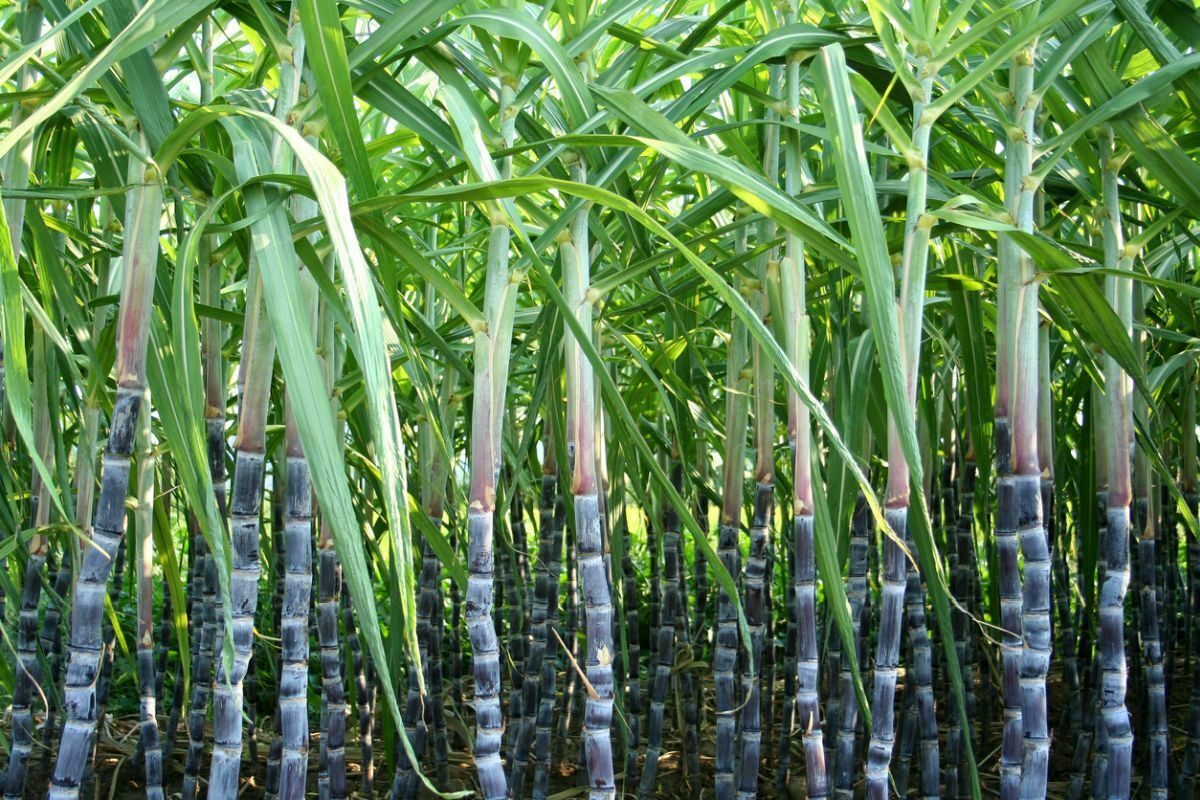 PB_Sugar Cane Plantation