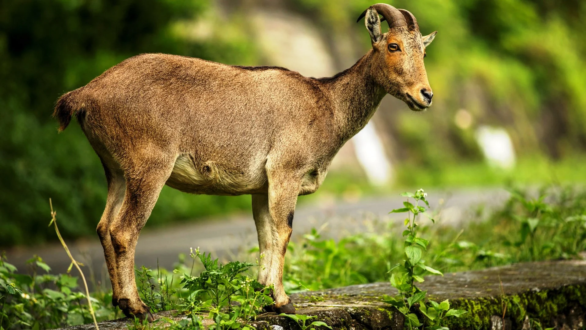 The Endangered Nilgiri Tahr!