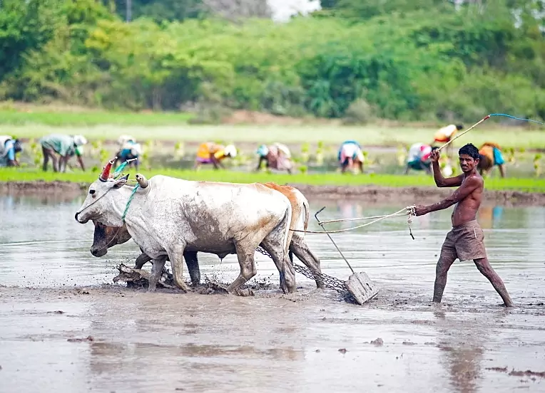 களர் உவர் நிலத்தை நல்ல விளை நிலமாக மாற்றுவது எப்படி?